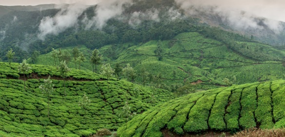 kerala backwaters